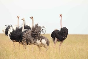 From Nairobi to Masai Mara Reserve & Village visit Day trip