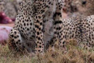 Nairobi to Maasai Mara Daytrip - AW