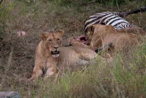 Nairobi to Maasai Mara Daytrip - AW