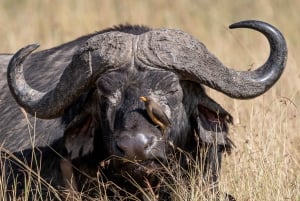 Nairobi to Maasai Mara Daytrip - AW