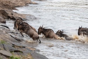 Nairobi to Maasai Mara Daytrip - AW