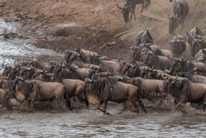 Nairobi to Maasai Mara Daytrip - AW