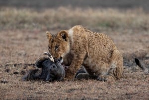 Nairobi to Maasai Mara Daytrip - AW