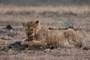 Nairobi to Maasai Mara Daytrip - AW