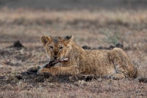 Nairobi to Maasai Mara Daytrip - AW