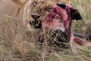 Nairobi to Maasai Mara Daytrip - AW