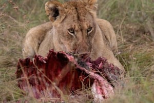 Nairobi to Maasai Mara Daytrip - AW