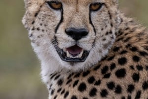 Nairobi to Maasai Mara Daytrip - AW