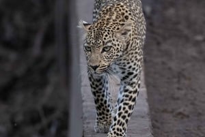 Nairobi to Maasai Mara Daytrip - AW