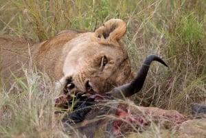 Nairobi to Maasai Mara Daytrip - AW