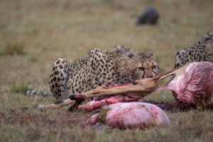 Nairobi to Maasai Mara Daytrip - AW