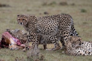 Nairobi to Maasai Mara Daytrip - AW