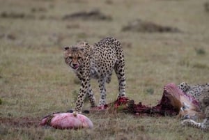 Nairobi to Maasai Mara Daytrip - AW