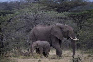 Nairobi to Maasai Mara Daytrip - AW