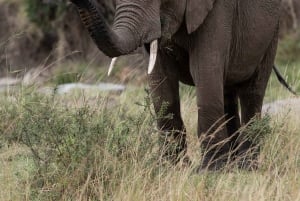 Nairobi to Maasai Mara Daytrip - AW