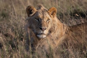 Nairobi to Maasai Mara Daytrip - AW