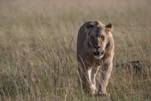 Nairobi to Maasai Mara Daytrip - AW