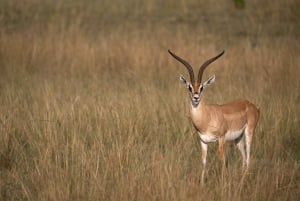 Nairobi to Maasai Mara Daytrip - AW