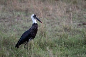 Nairobi to Maasai Mara Daytrip - AW