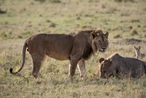 Nairobi to Maasai Mara Daytrip - AW