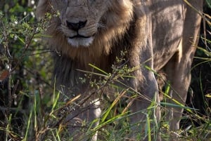 Nairobi to Maasai Mara Daytrip - AW