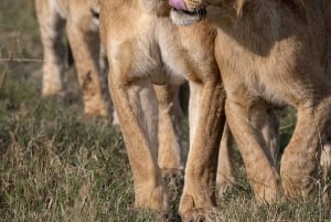 Nairobi to Maasai Mara Daytrip - AW