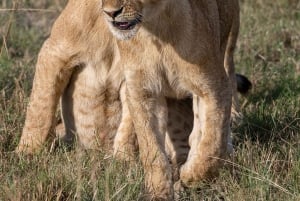 Nairobi to Maasai Mara Daytrip - AW