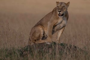 Nairobi to Maasai Mara Daytrip - AW