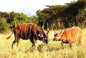 Nairobi: Escursione di un giorno sul Monte Kenya con pranzo