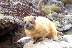 Nairobi: Escursione di un giorno sul Monte Kenya con pranzo