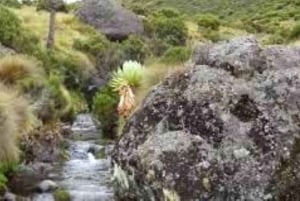 Nairobi: Escursione di un giorno sul Monte Kenya con pranzo