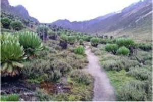 Nairobi: Escursione di un giorno sul Monte Kenya con pranzo