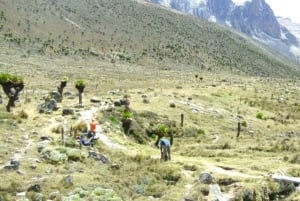 Nairobi: Escursione di un giorno sul Monte Kenya con pranzo