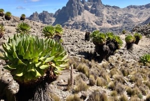 Nairobi: Escursione di un giorno sul Monte Kenya con pranzo