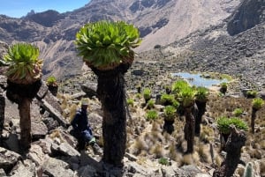 Nairobi: Escursione di un giorno sul Monte Kenya con pranzo