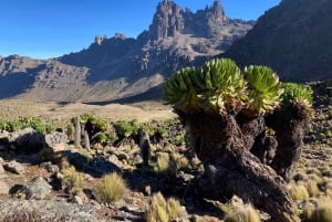 Nairobi: Escursione di un giorno sul Monte Kenya con pranzo