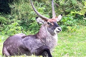 Nairobi: Escursione di un giorno sul Monte Kenya con pranzo