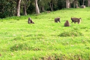 Nairobi: Escursione di un giorno sul Monte Kenya con pranzo