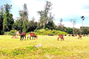 Nairobi: Escursione di un giorno sul Monte Kenya con pranzo