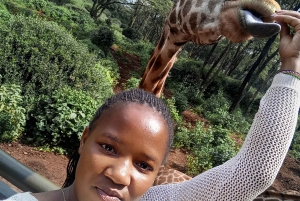 Nairobi: Museum, KICC, Giraffe Centre & Bomas of Kenya Tour