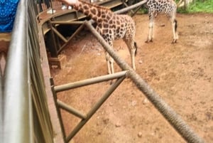 Nairobi: Museum, KICC, Giraffe Centre & Bomas of Kenya Tour