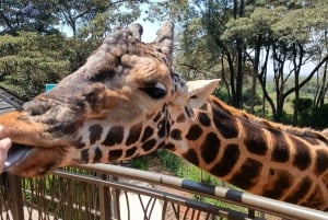 Nairobi: Visita al Museo, KICC, Centro de la Jirafa y Bomas de Kenia