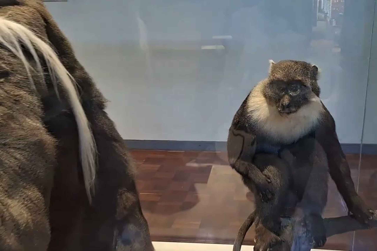 Nairobi : Visita guidata al Museo Nazionale di Nairobi