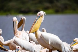 Nairobi: National Park Guided Game Drive