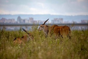 Nairobi: National Park Guided Game Drive
