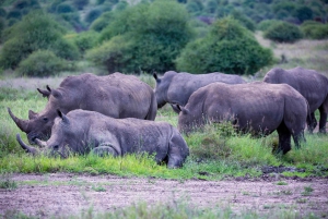 Nairobi: National Park Guided Game Drive