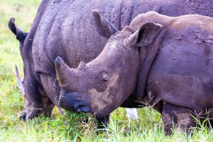 Nairobi: National Park Guided Game Drive