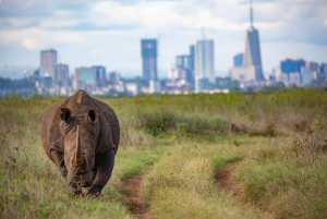 Nairobi: National Park Guided Game Drive