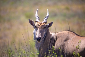 Nairobi: National Park Guided Game Drive