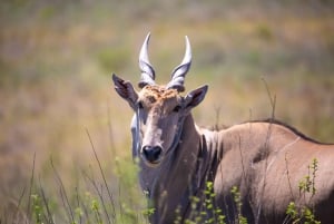 Nairobi: National Park Guided Game Drive